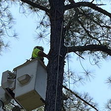 Multiple-Tree-Removals-in-Stevensville-MD 9